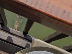 Christoph Borgans in einen südafrikanischen Lodge beim Mittagessen. Im Wasser im Fluss ist ein Krokodil zu sehen. (Foto: SR/Christoph Borgans)