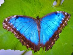 Der leuchtend blaue Morphofalter sticht sofort ins Auge. Das Blau entsteht durch Interferenz des Lichts auf die Schuppen seiner Flügel, nicht durch Pigmente. (Foto: Kristina Scherer-Siegwarth)